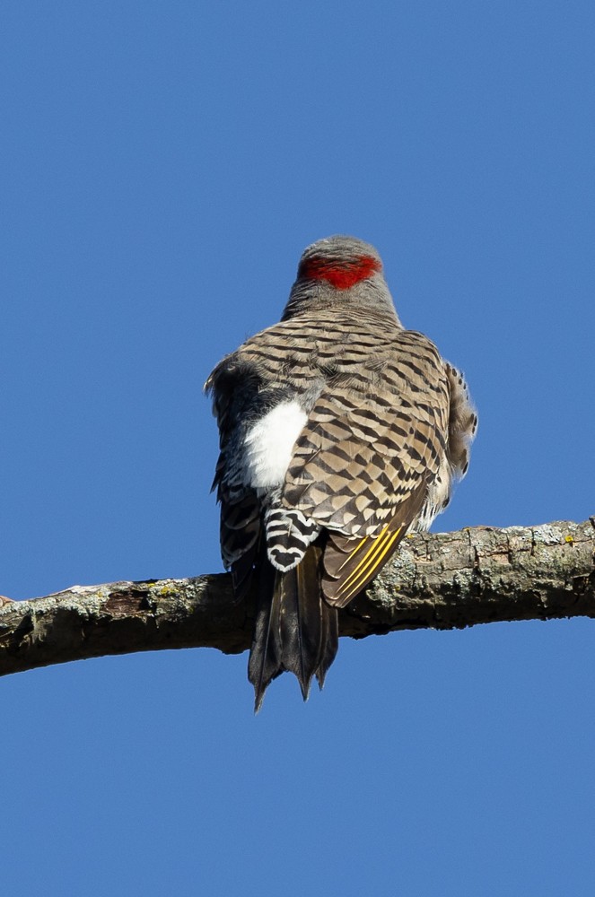 Northern Flicker - ML619653437