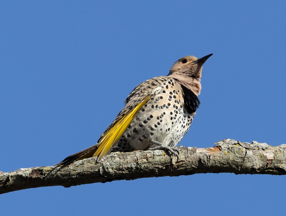 Northern Flicker - Carl & Judi Manning