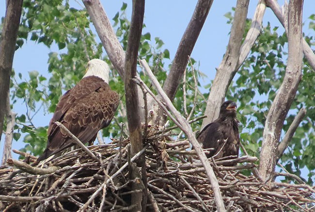 Bald Eagle - Nancy Anderson