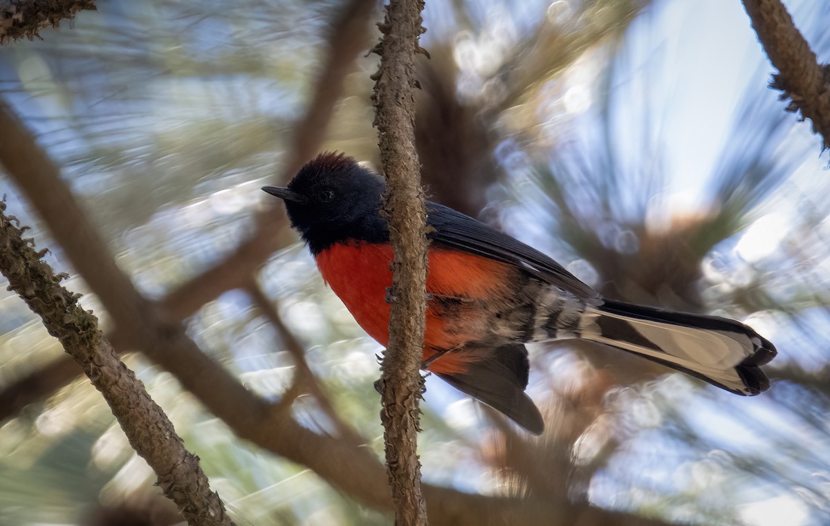 Slate-throated Redstart - Carolyn Bennett