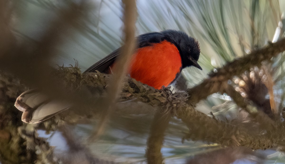 Slate-throated Redstart - Carolyn Bennett