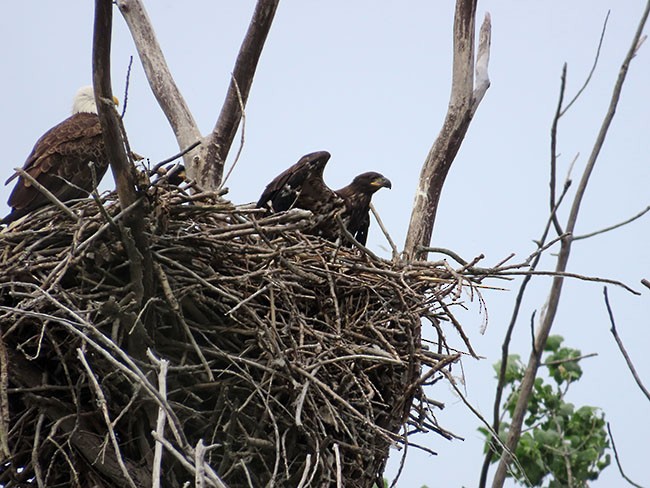 Bald Eagle - Nancy Anderson