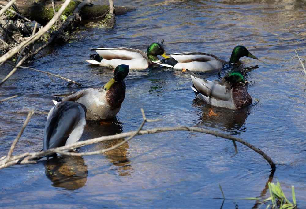 Mallard - Carl & Judi Manning