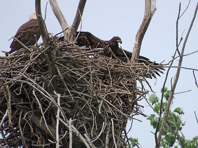 Bald Eagle - Nancy Anderson