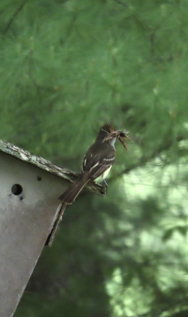 Great Crested Flycatcher - Juliet Berger