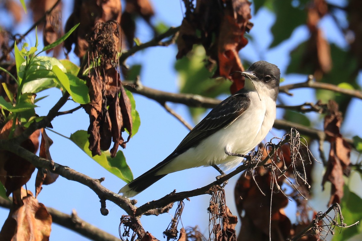 Eastern Kingbird - Jennifer Allison