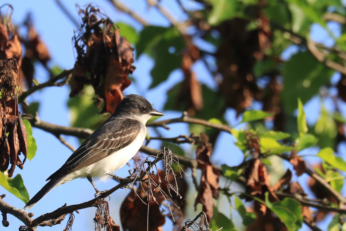 Eastern Kingbird - Jennifer Allison