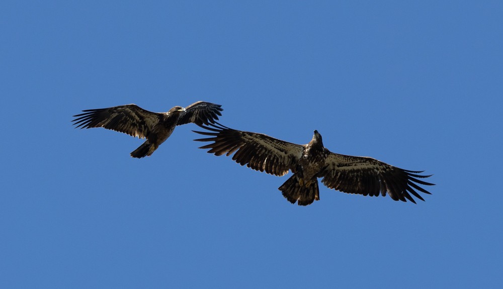 Bald Eagle - ML619653461