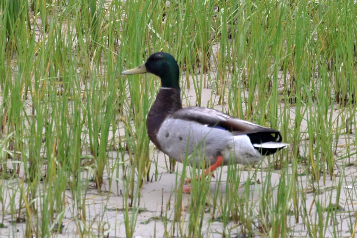 Mallard - Darcy Pinotti