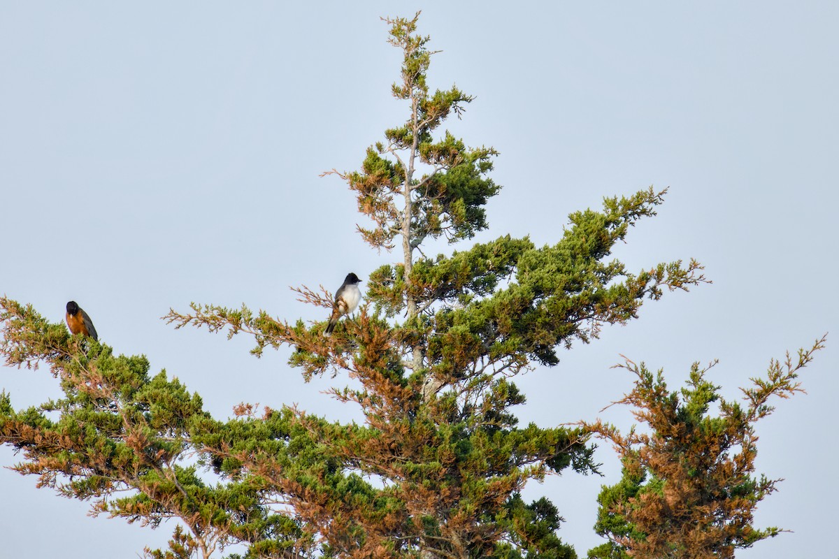 Eastern Kingbird - Jim Carroll