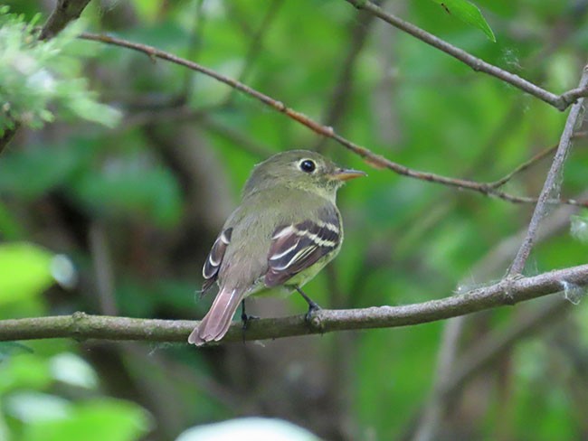 Yellow-bellied Flycatcher - Nancy Anderson