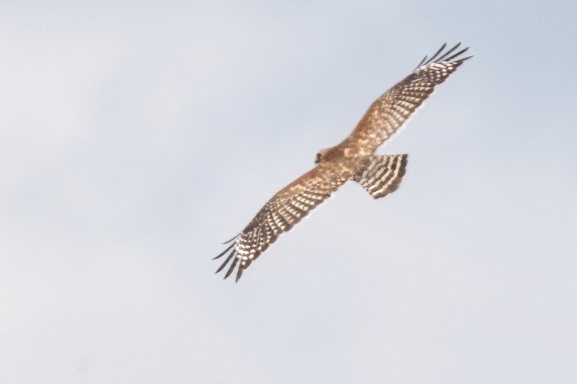 Red-shouldered Hawk - James Hoagland