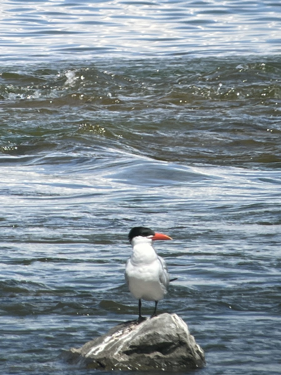 Caspian Tern - ML619653482