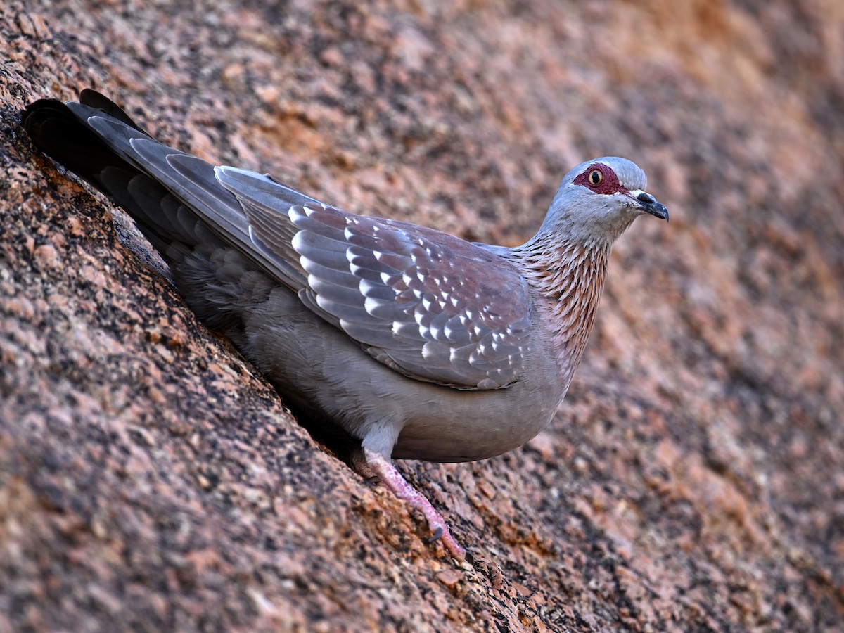 Speckled Pigeon - jerald britten