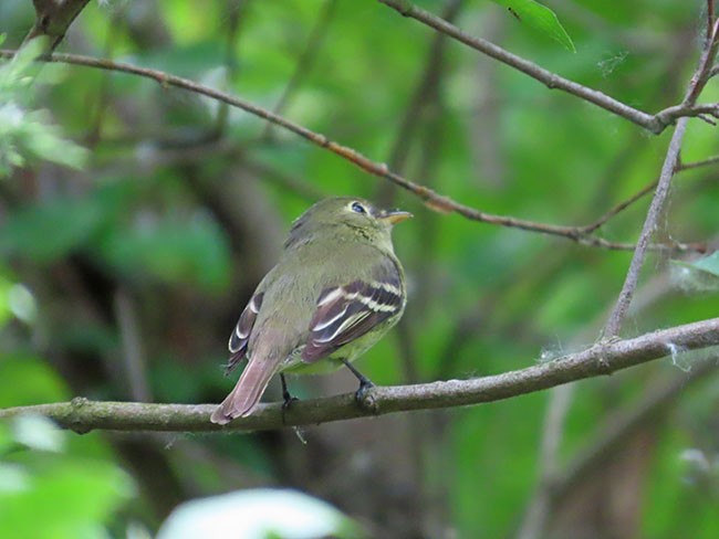 Yellow-bellied Flycatcher - Nancy Anderson