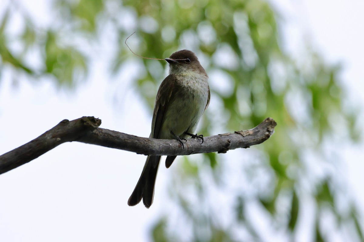 Eastern Phoebe - ML619653489