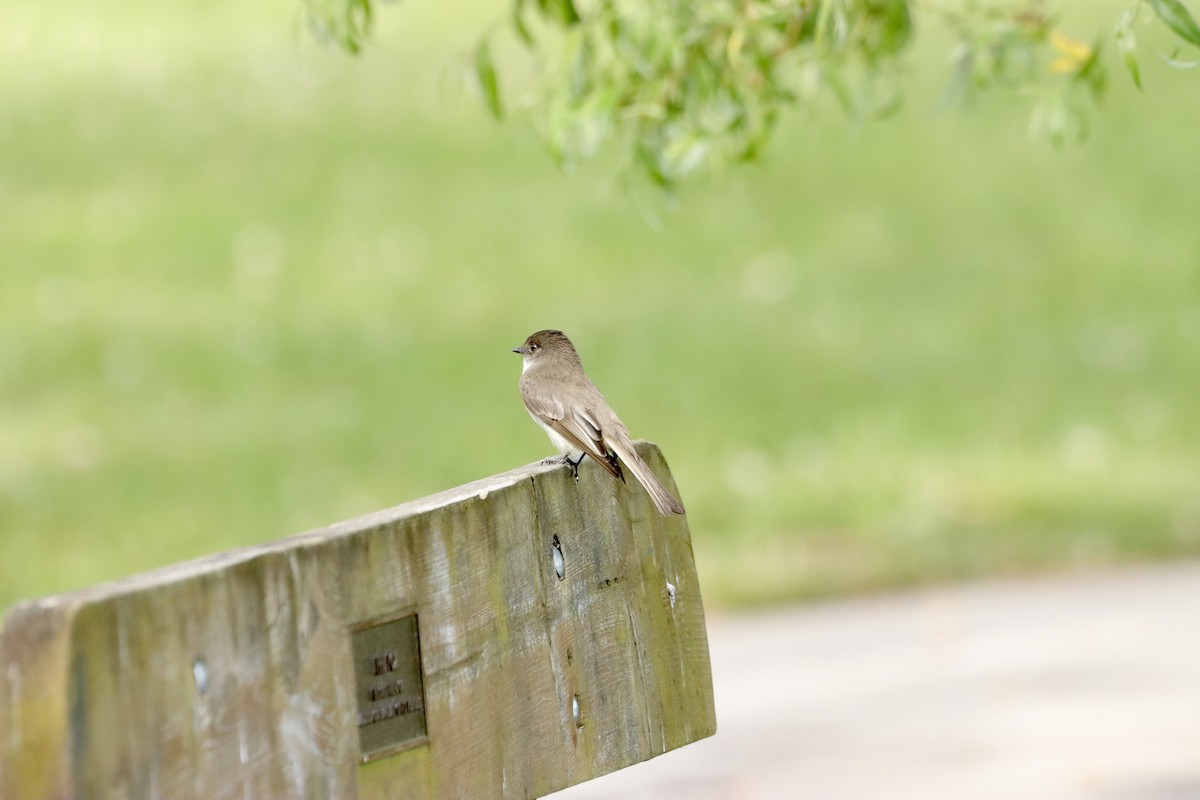 Eastern Phoebe - ML619653490