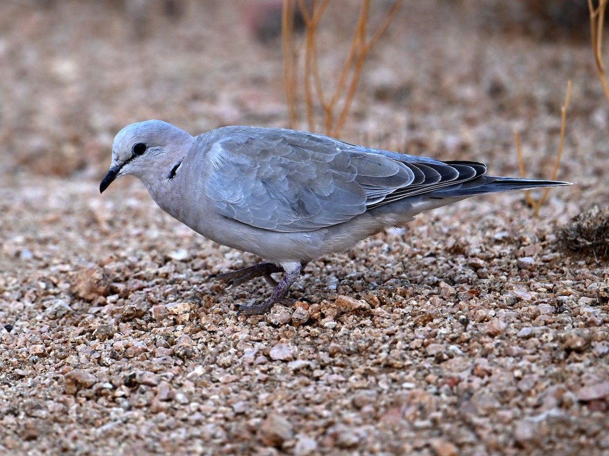 Ring-necked Dove - jerald britten