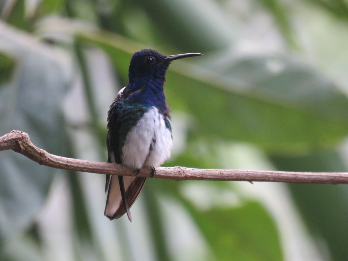 White-necked Jacobin - Sam Holcomb