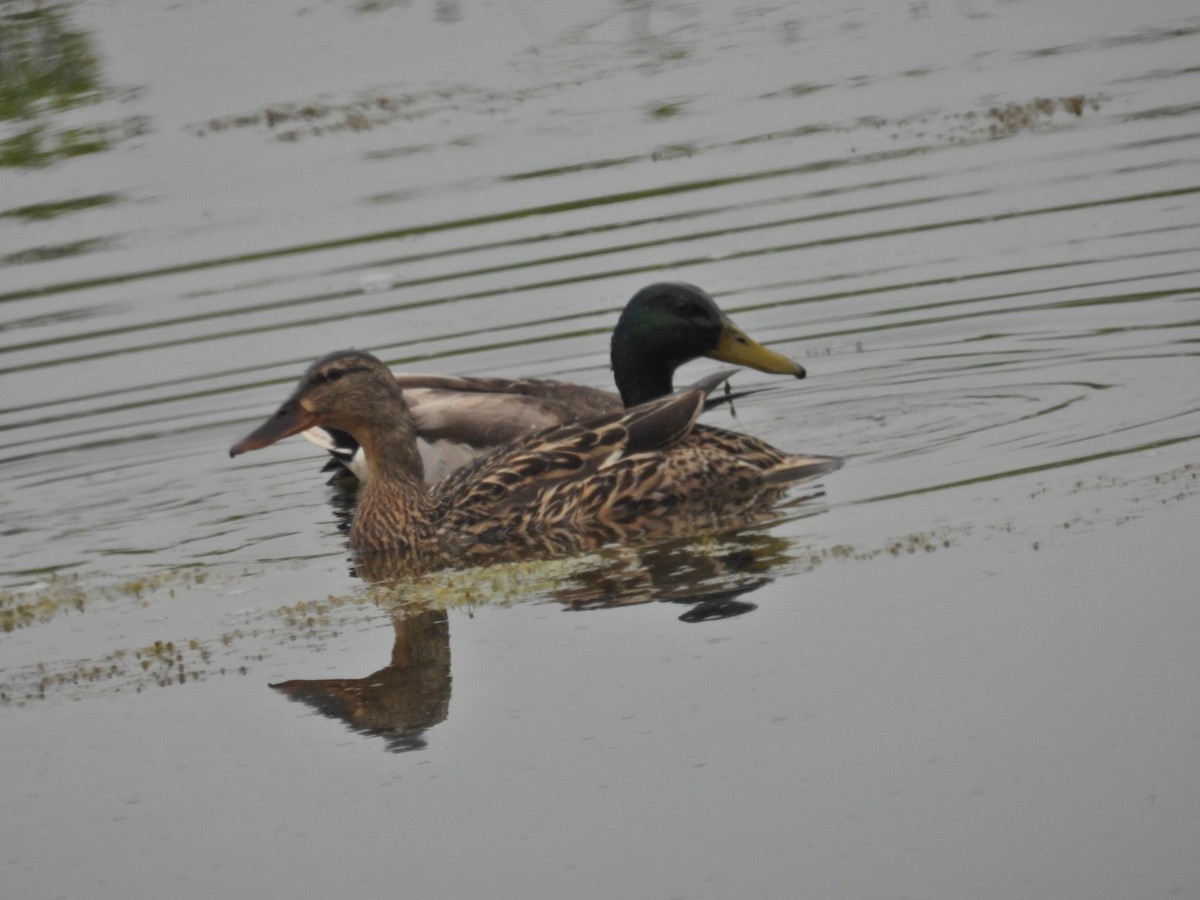 Mallard - Deb Diane