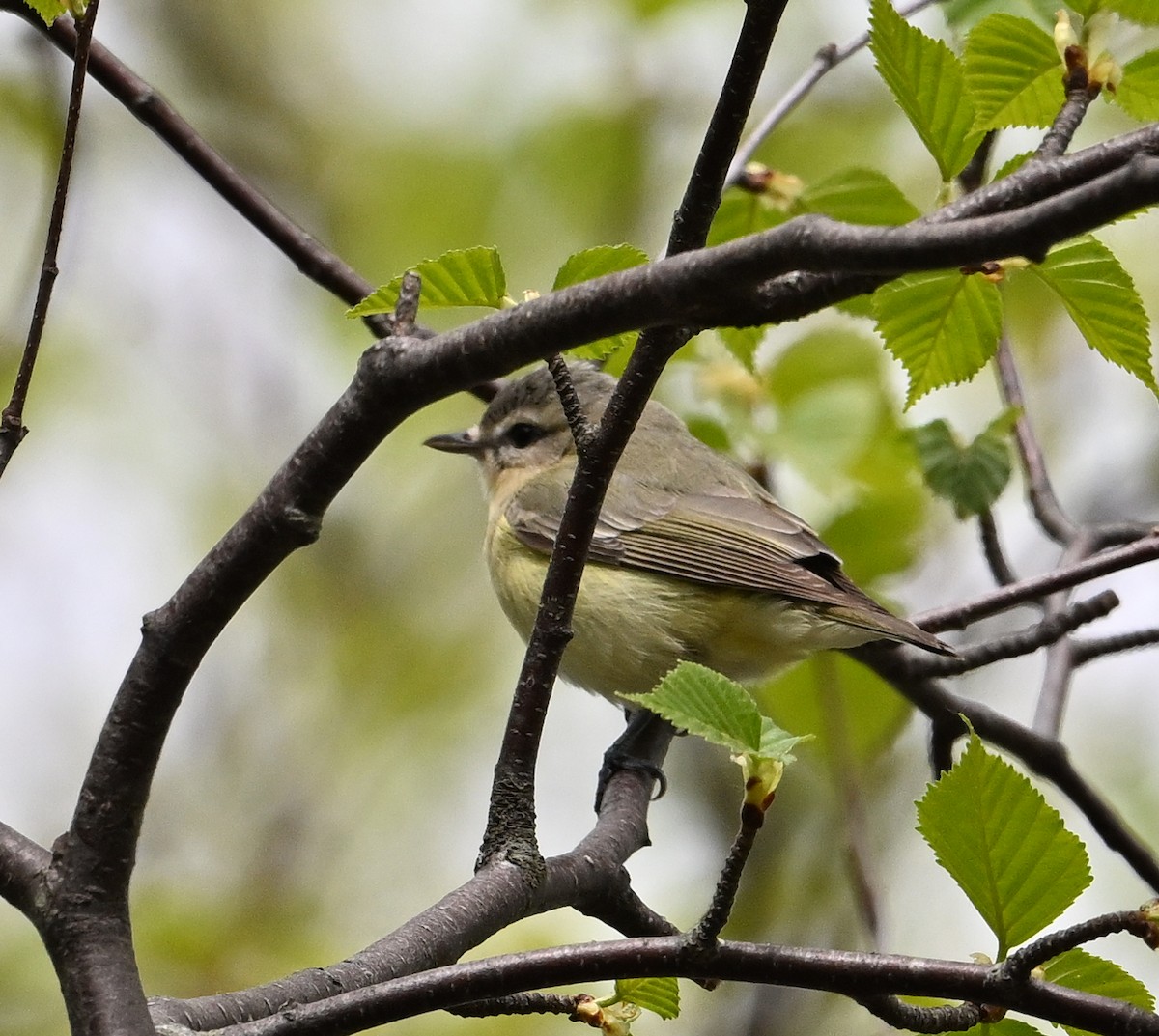 Philadelphia Vireo - Linda Schwegman