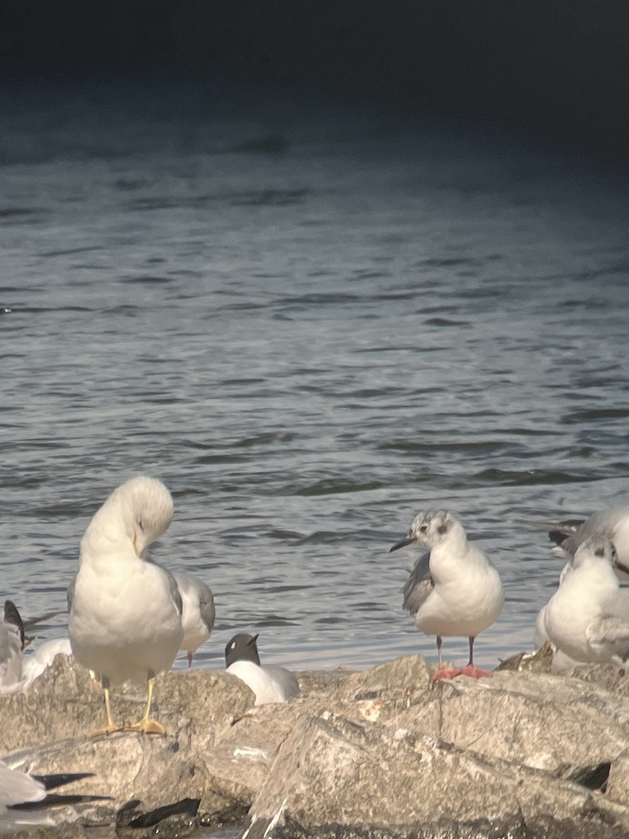 Bonaparte's Gull - Sylvie Duchemin