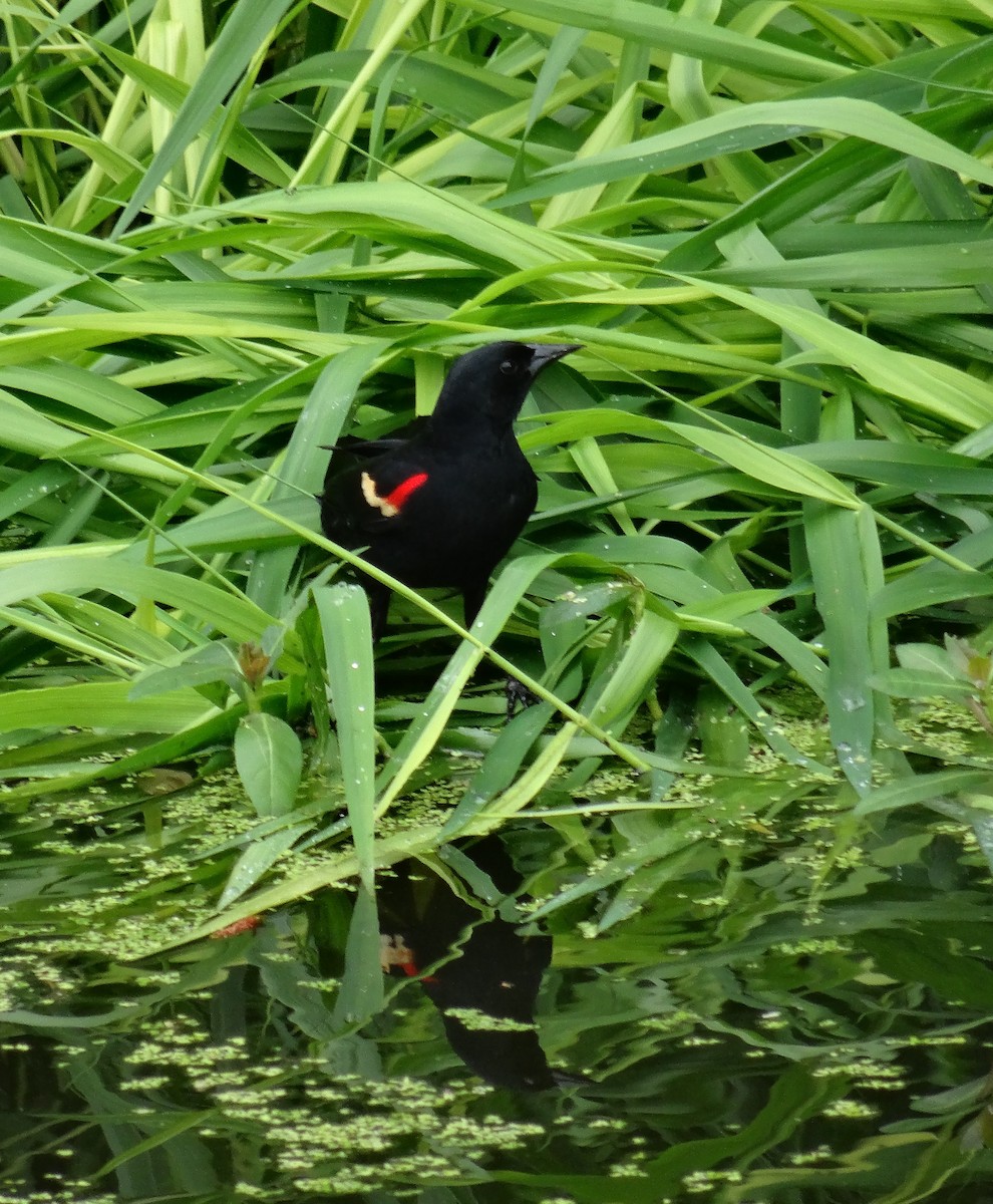 Red-winged Blackbird - Ellen Lester