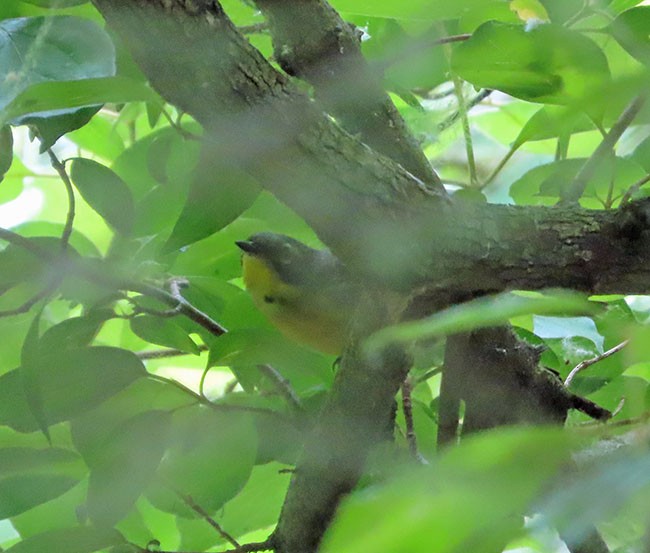 Magnolia Warbler - Nancy Anderson