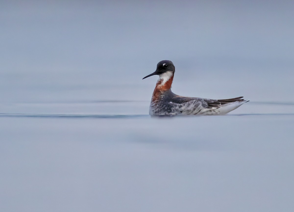 Phalarope à bec étroit - ML619653521