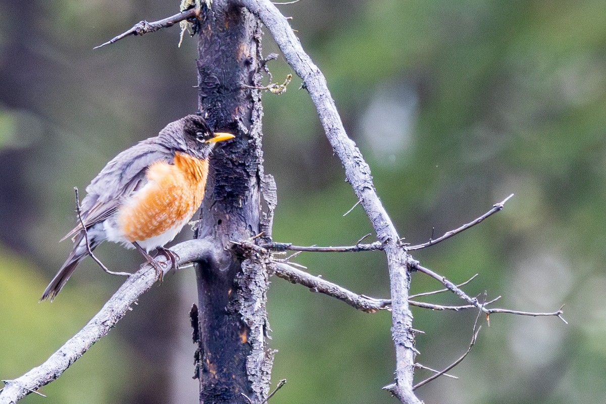 American Robin - Andrew Hart