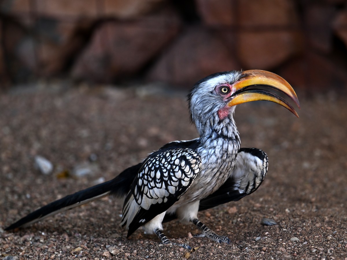 Southern Yellow-billed Hornbill - jerald britten