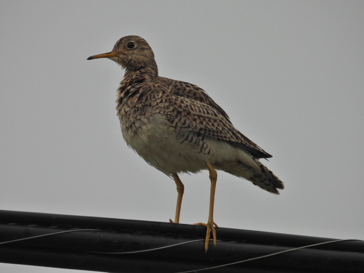 Upland Sandpiper - ML619653526