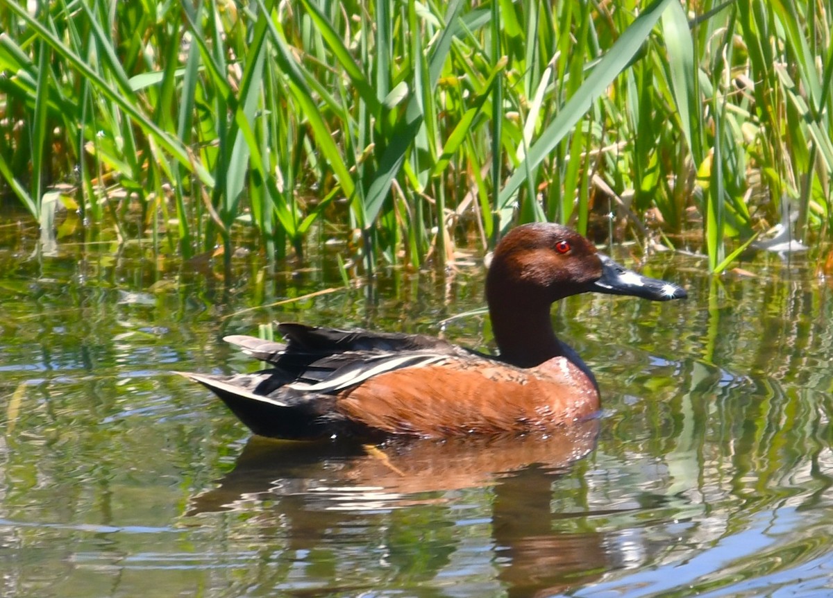 Cinnamon Teal - megan mcgarity