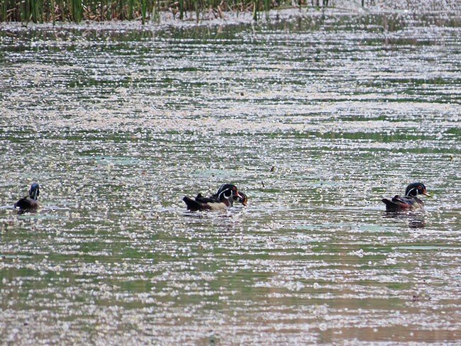 Wood Duck - Nancy Anderson