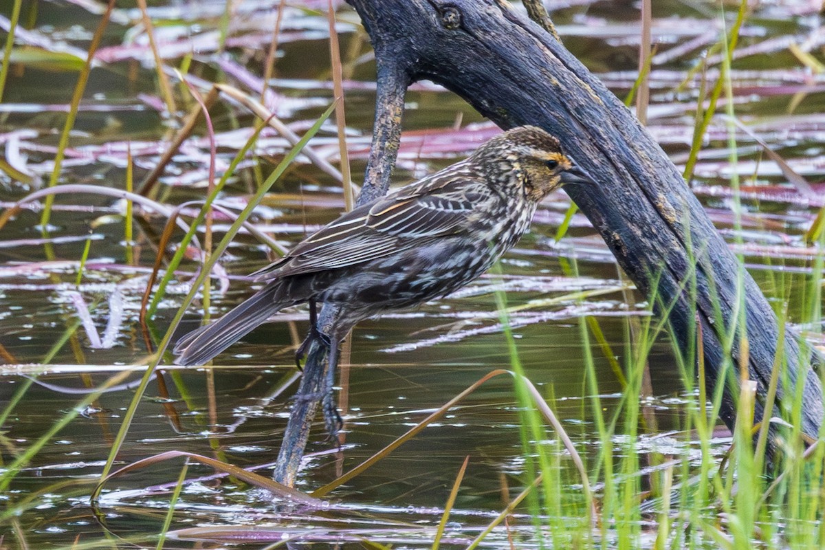 Red-winged Blackbird - Andrew Hart