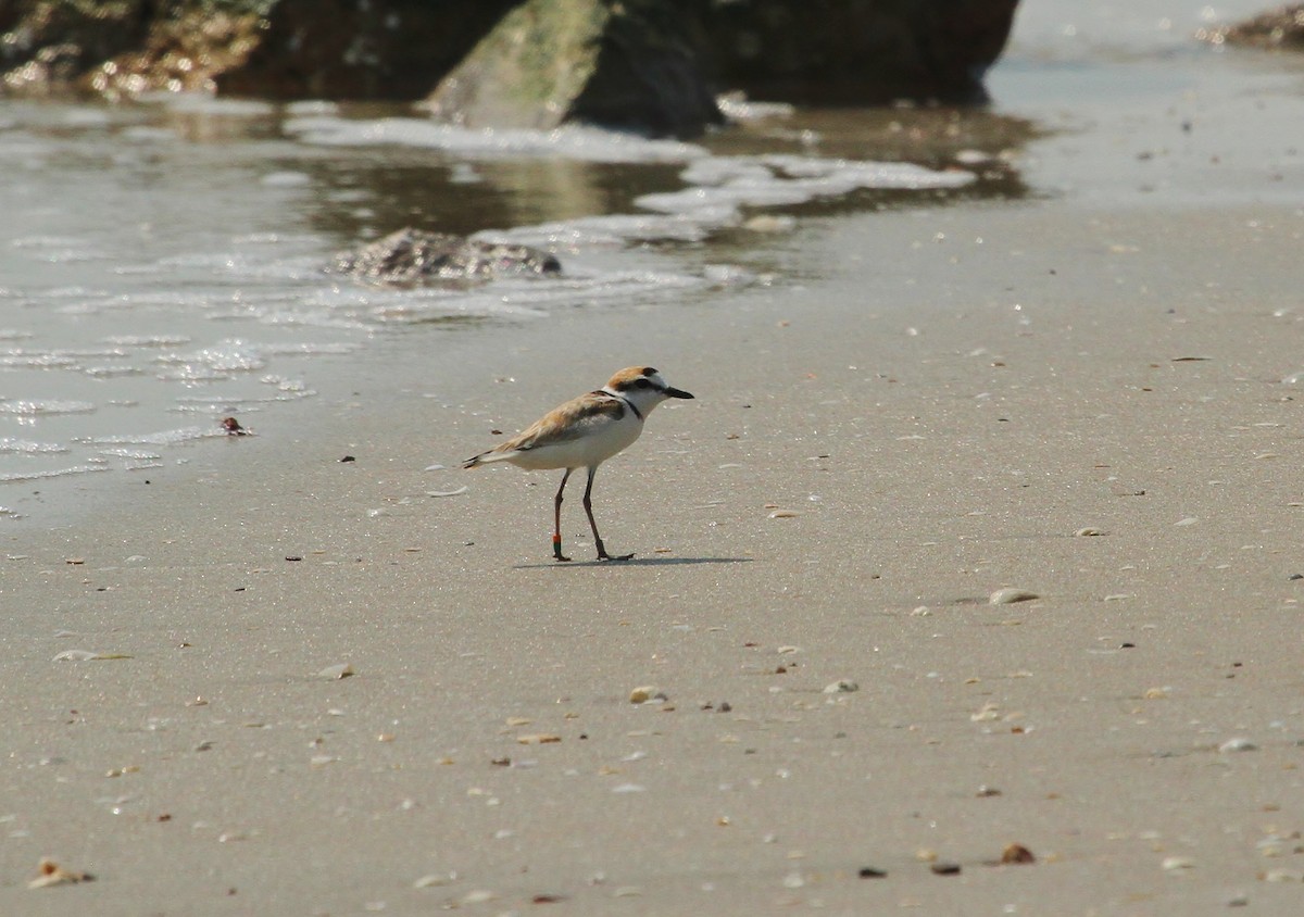 Malaysian Plover - ML619653531