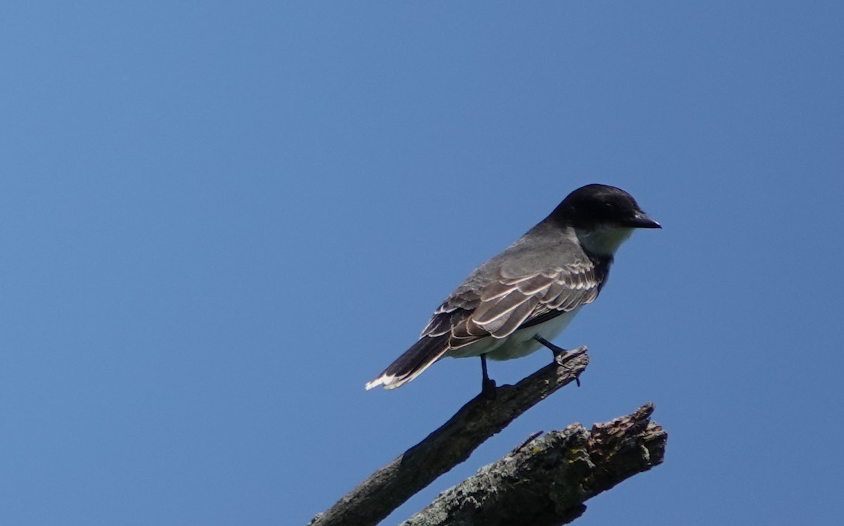 Eastern Kingbird - William Boyes