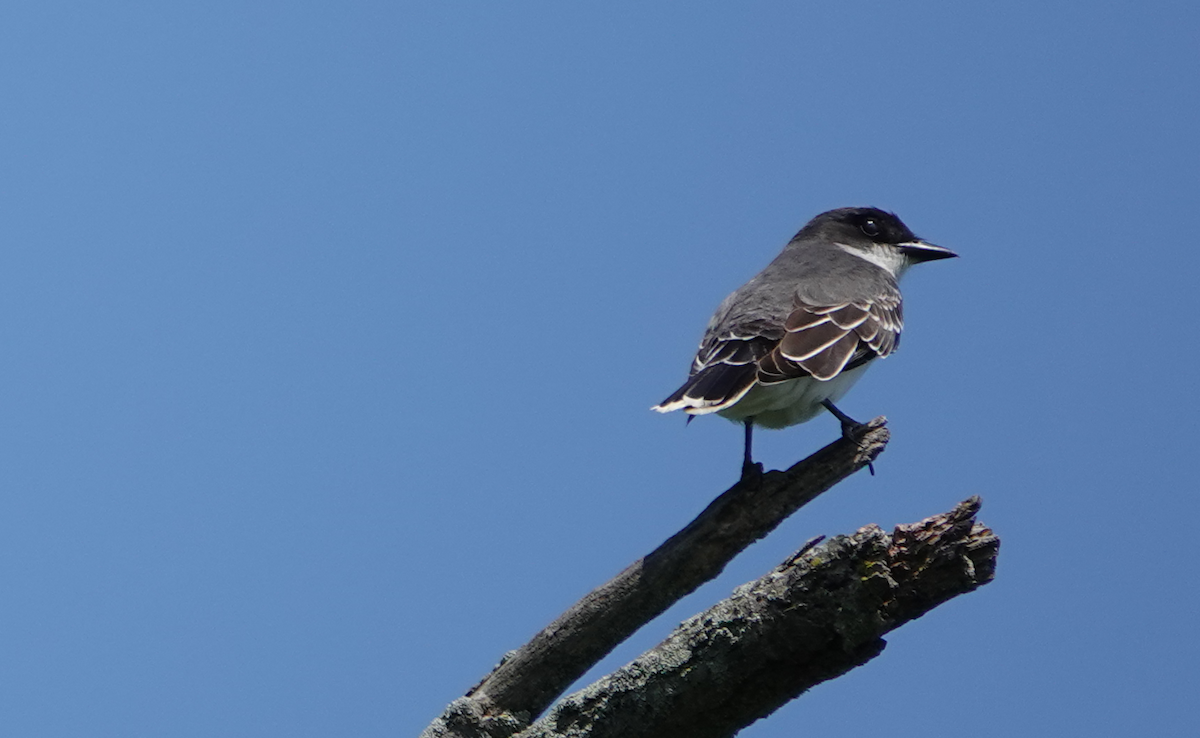 Eastern Kingbird - William Boyes