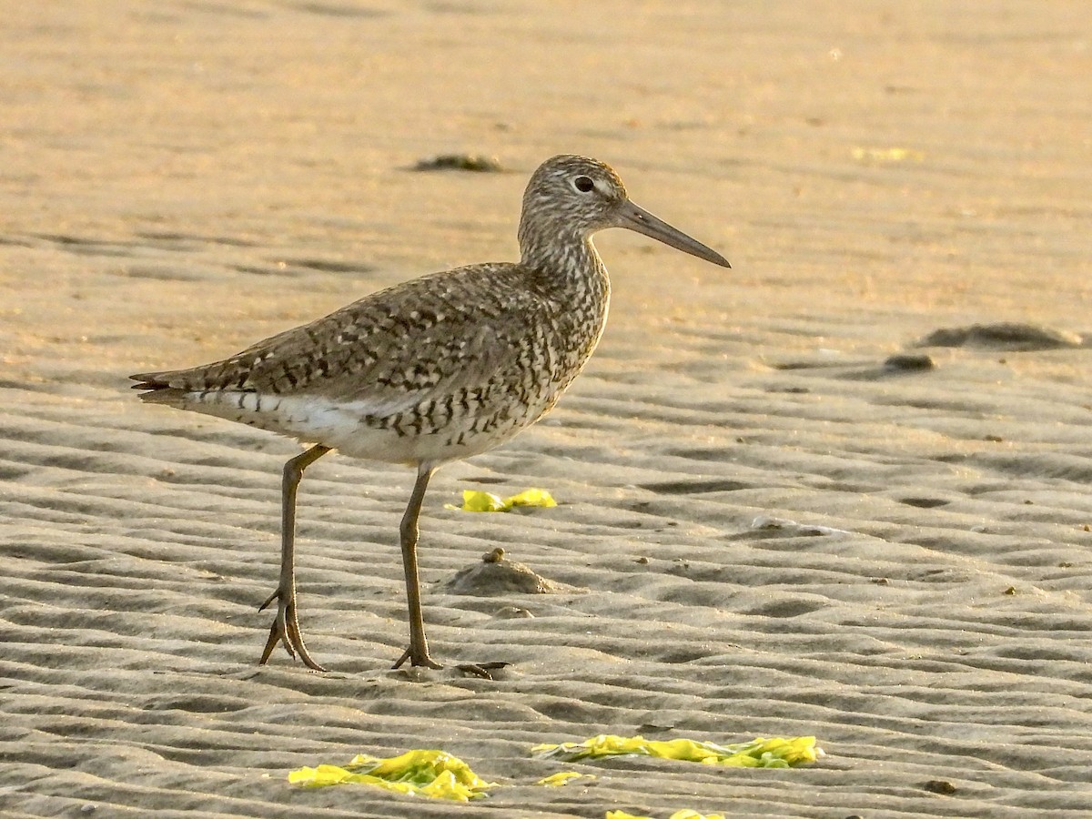 Willet - Vicki Chatel  (*v*)