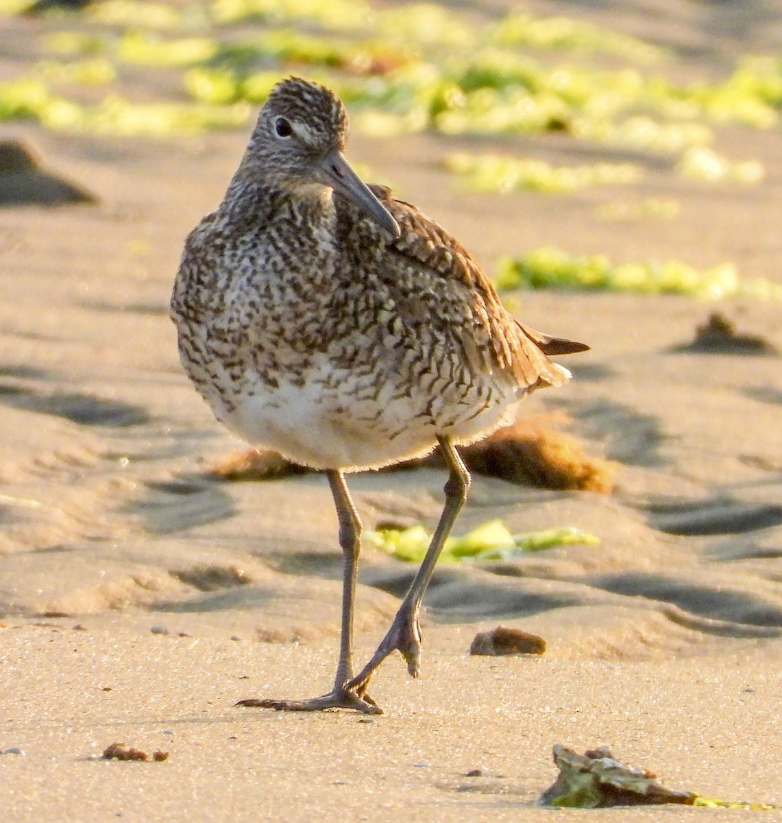 Willet - Vicki Chatel  (*v*)