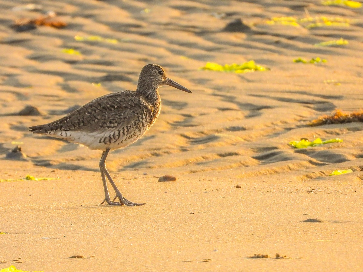 Willet - Vicki Chatel  (*v*)