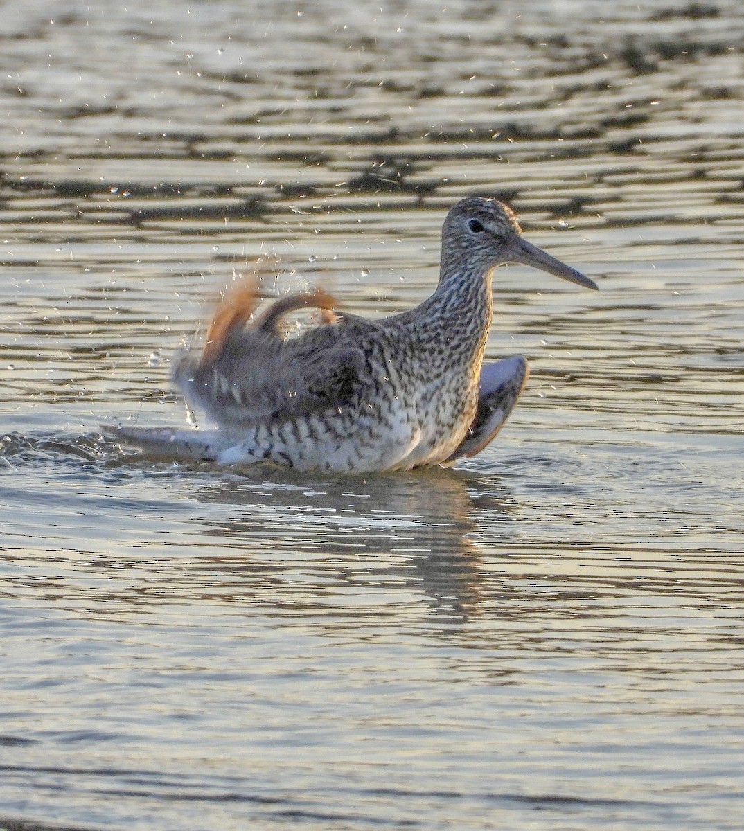 Willet - Vicki Chatel  (*v*)