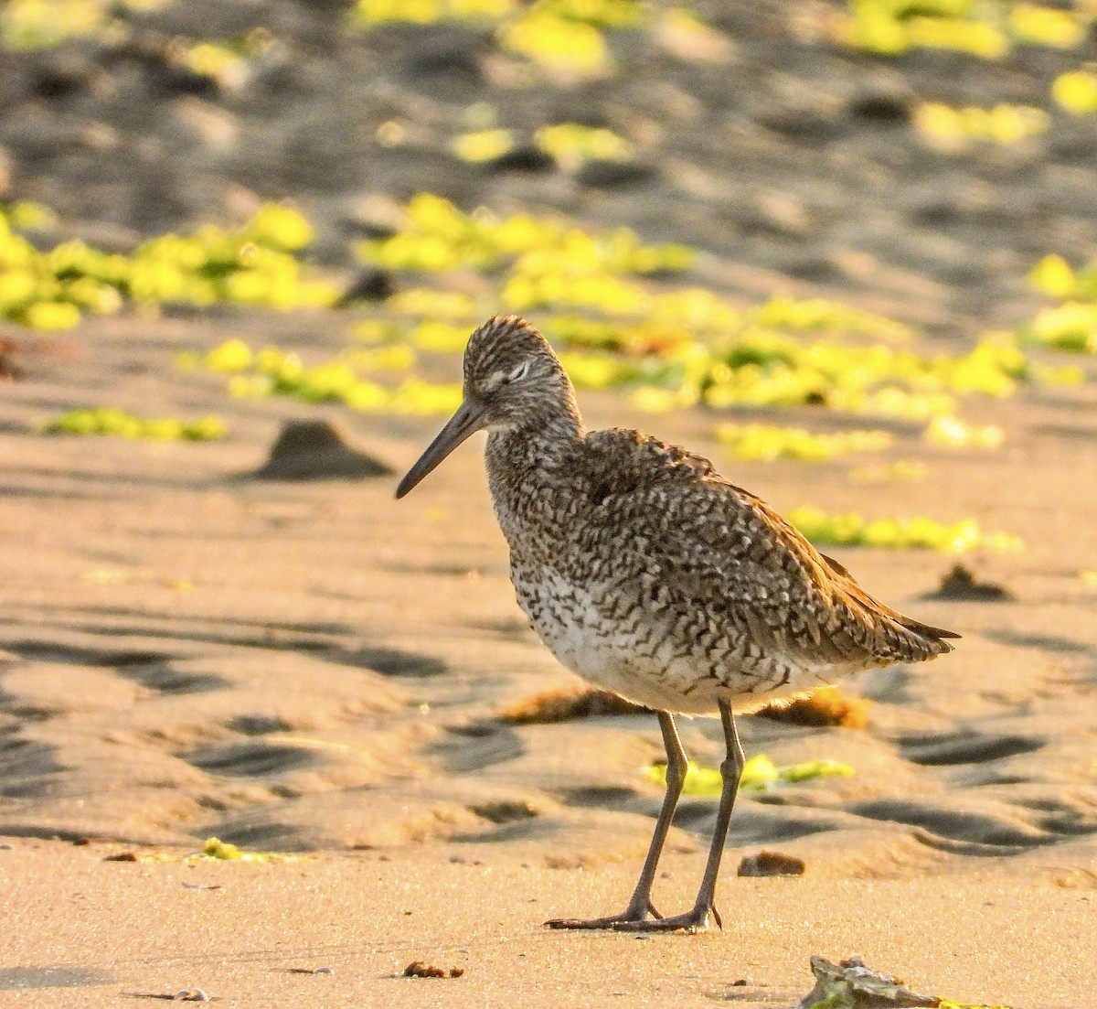 Willet - Vicki Chatel  (*v*)