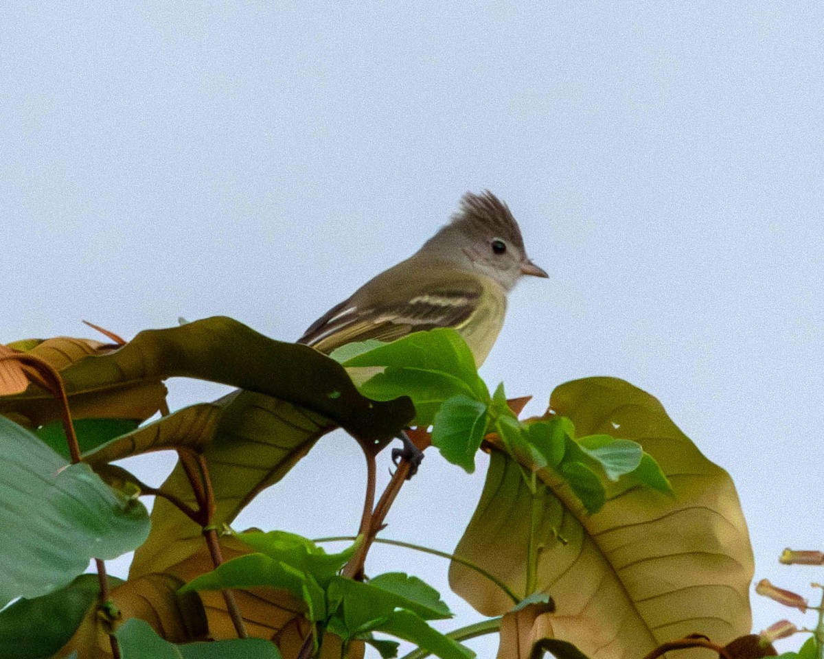 Yellow-bellied Elaenia - Rich and Lynne Glassford