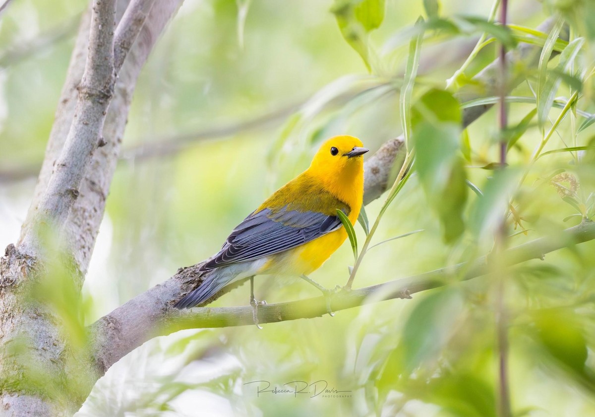 Prothonotary Warbler - rebecca davis