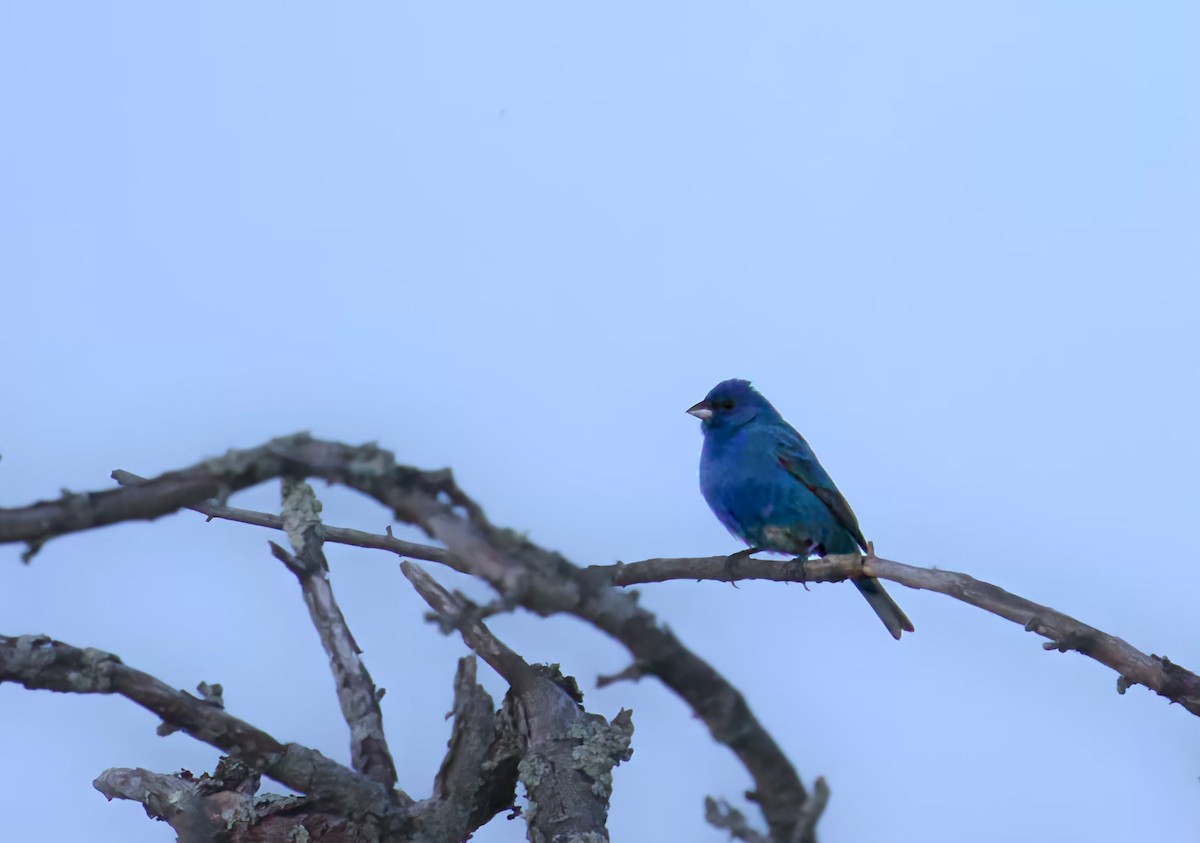 Indigo Bunting - Jim Carroll