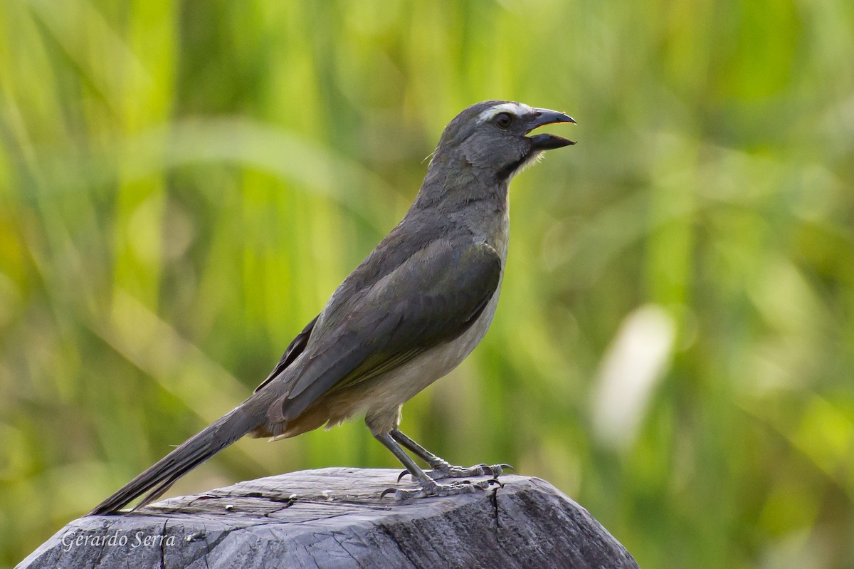 Bluish-gray Saltator - Gerardo Serra