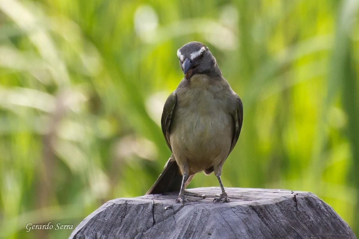 Bluish-gray Saltator - Gerardo Serra