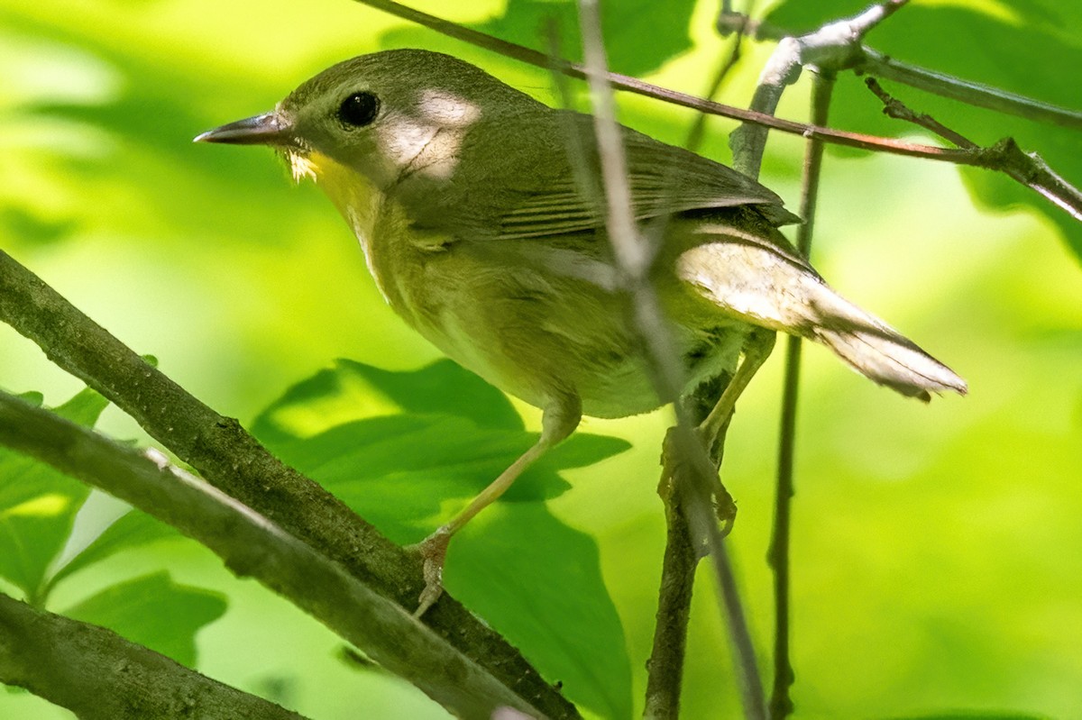 Common Yellowthroat - ML619653565