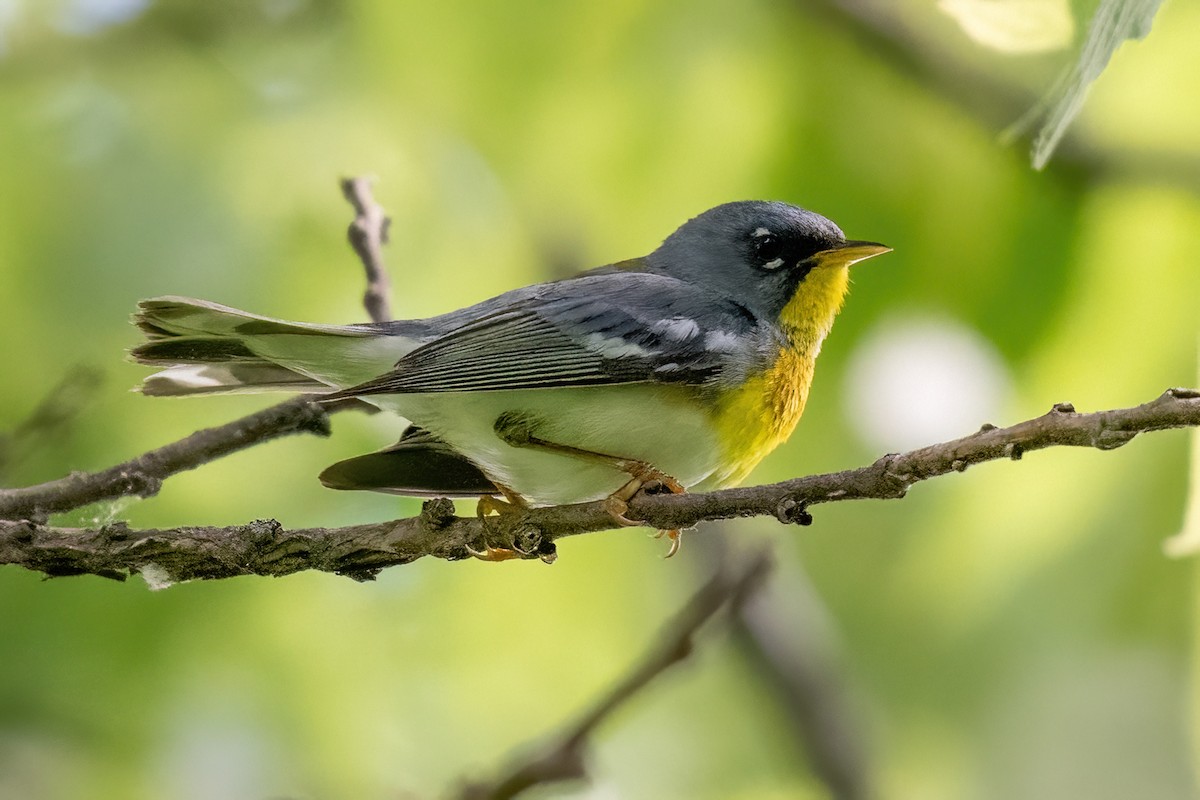 Northern Parula - James Hoagland